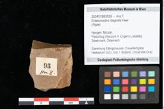 Foto (Objekt + Etikett) von Enteromorpha stagnalis Heer (NHMW-GEO-2024-0188-0093)